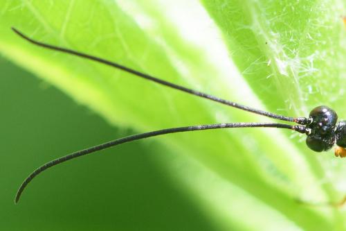 Réf. 322 241 : Dolichomitus sp.